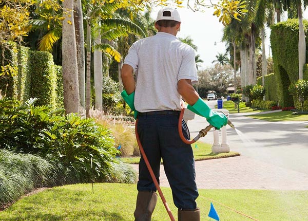 About Mistletoe KY Pest Control